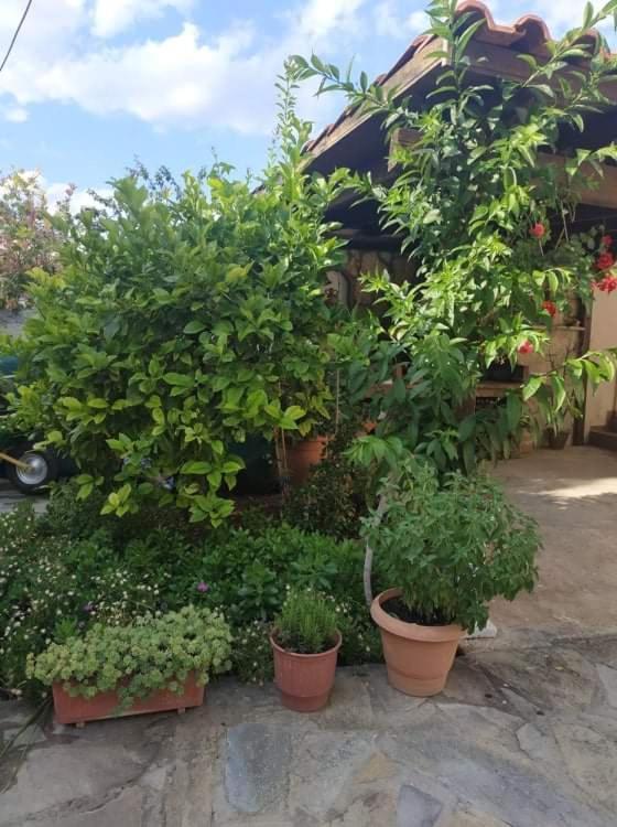 Violet Bedroom And Apartment Spata  Ngoại thất bức ảnh