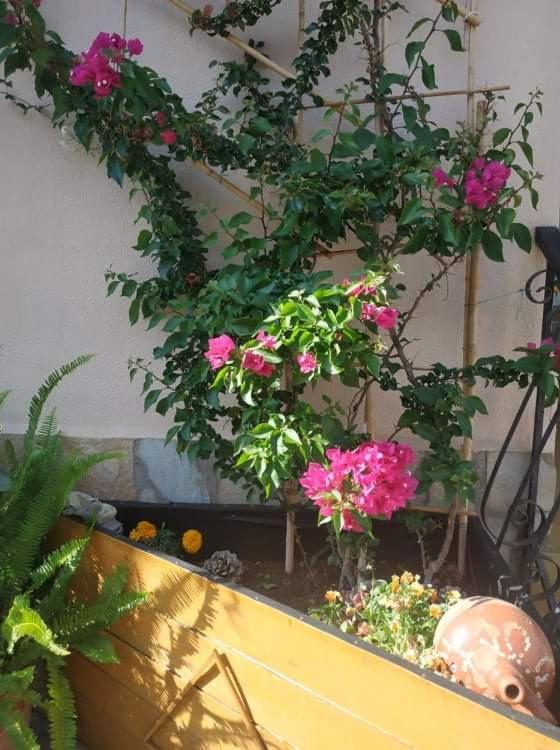 Violet Bedroom And Apartment Spata  Ngoại thất bức ảnh